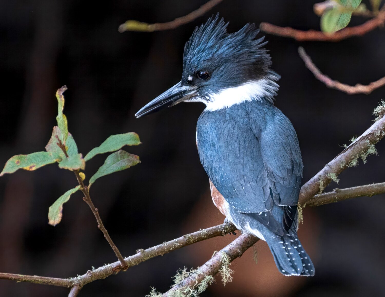 A female belted kingfisher at Minter Creek.
